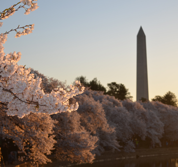 Washington DC